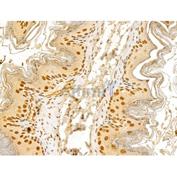 GINS3 Antibody - DF13039 at 1/100 staining Mouse stomach tissue by IHC-P.