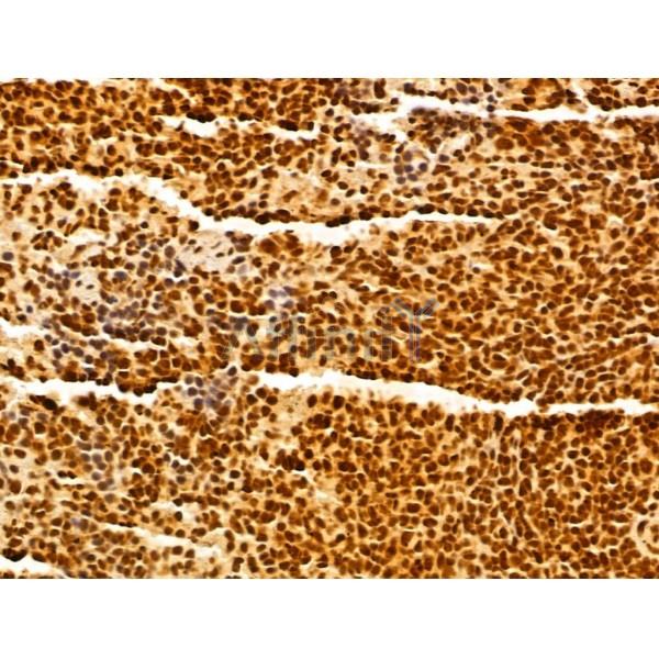 GINS3 Antibody - DF13039 at 1/100 staining Rat spleen tissue by IHC-P.