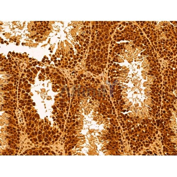GINS3 Antibody - DF13039 at 1/100 staining Mouse testis tissue by IHC-P.