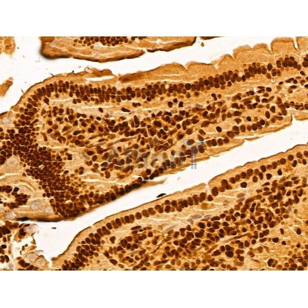 GINS3 Antibody - DF13039 at 1/100 staining Mouse colon tissue by IHC-P.