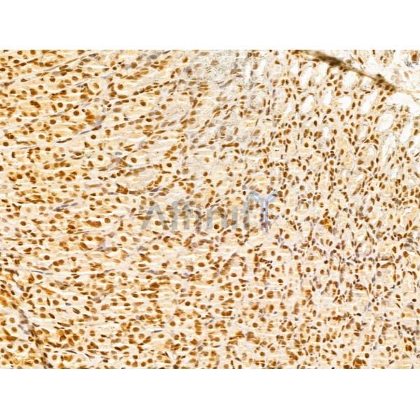 GINS3 Antibody - DF13039 at 1/100 staining Rat stomach tissue by IHC-P.