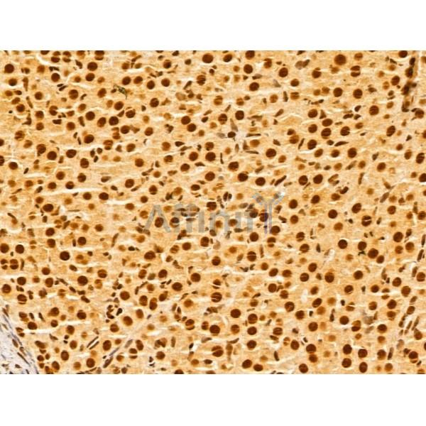 GINS3 Antibody - DF13039 at 1/100 staining Rat ovary tissue by IHC-P.