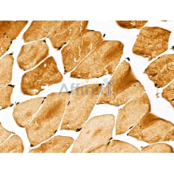 GPX8 Antibody - DF13052 at 1/100 staining Rat skin tissue by IHC-P.