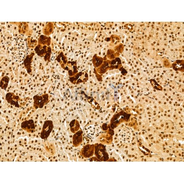 GPX8 Antibody - DF13052 at 1/100 staining Mouse kidney tissue by IHC-P.