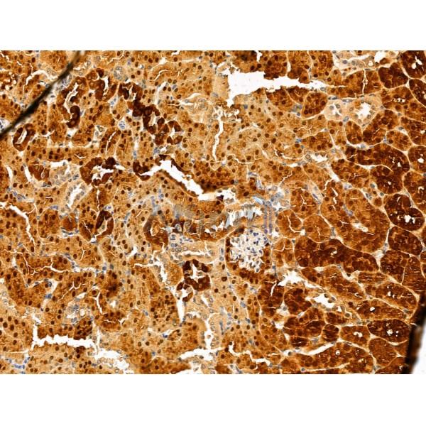 Harmonin Antibody - DF13054 at 1/100 staining Mouse kidney tissue by IHC-P.