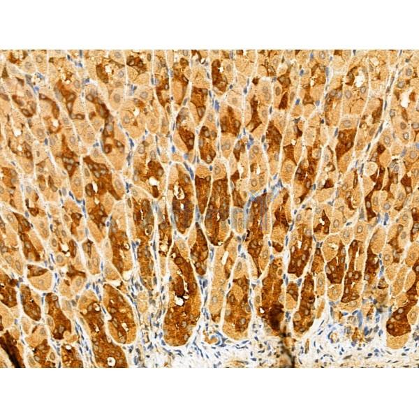 Harmonin Antibody - DF13054 at 1/100 staining Mouse stomach tissue by IHC-P.