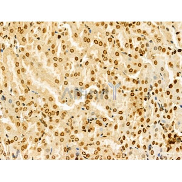 HIST1H1T Antibody - DF13061 at 1/100 staining Mouse kidney tissue by IHC-P.