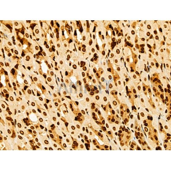 HIST1H1T Antibody - DF13061 at 1/100 staining Mouse stomach tissue by IHC-P.
