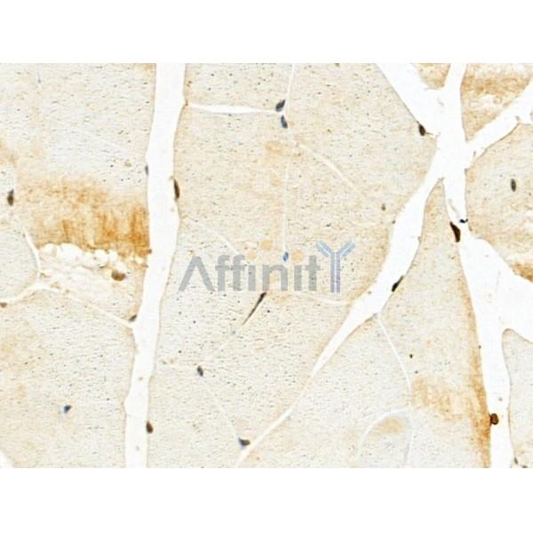 HNRNPH3 Antibody - DF13064 at 1/100 staining Mouse muscle tissue by IHC-P.
