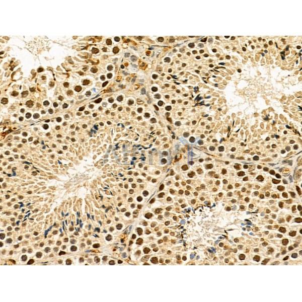 HOXB7 Antibody - DF13068 at 1/100 staining Mouse testis tissue by IHC-P.