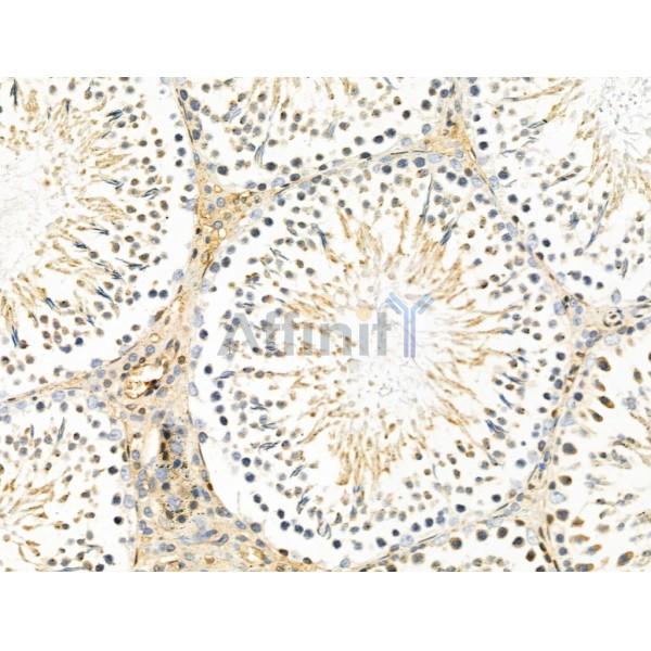HTRA1 Antibody - DF13079 at 1/100 staining Rat testis tissue by IHC-P.