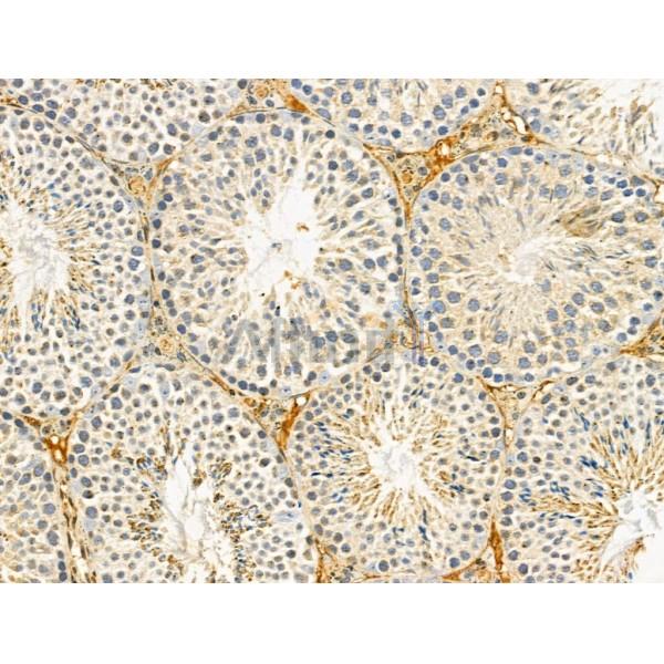 HTRA1 Antibody - DF13079 at 1/100 staining Mouse testis tissue by IHC-P.