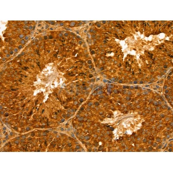 IFT27 Antibody - DF13083 at 1/100 staining Mouse testis tissue by IHC-P.