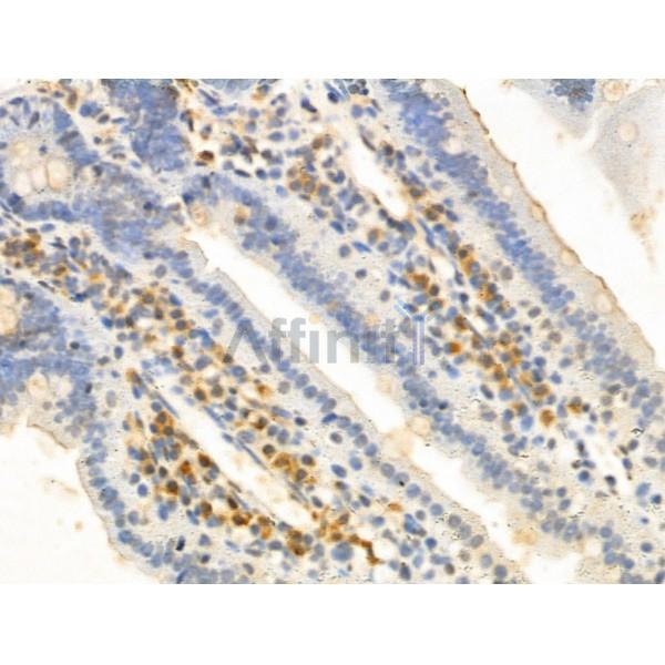 KCTD5 Antibody - DF13105 at 1/100 staining Mouse colon tissue by IHC-P.