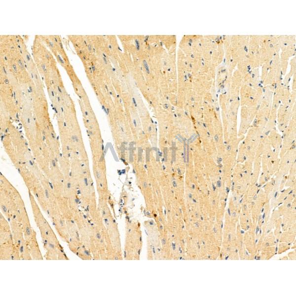 KIAA0182 Antibody - DF13107 at 1/100 staining Mouse heart tissue by IHC-P.