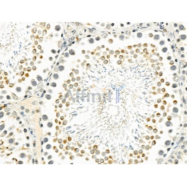 KRBP Antibody - DF13117 at 1/100 staining Rat testis tissue by IHC-P.