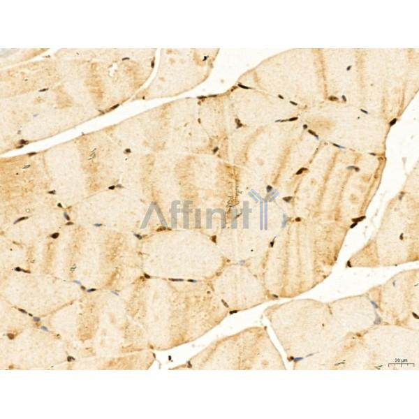 LAS1L Antibody - DF13123 at 1/100 staining Mouse muscle tissue by IHC-P.