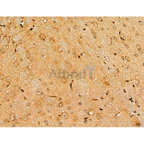 LETM2 Antibody - DF13128 at 1/100 staining Mouse brain tissue by IHC-P.