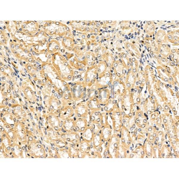 LIN7C Antibody - DF13130 at 1/100 staining Mouse kidney tissue by IHC-P.