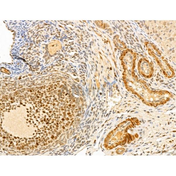 MAT2A Antibody - DF13139 at 1/100 staining Rat ovary tissue by IHC-P.