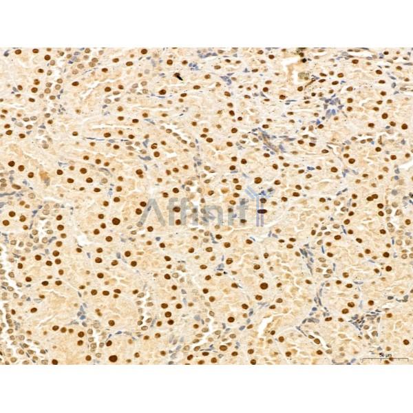 MAT2A Antibody - DF13139 at 1/100 staining Rat kidney tissue by IHC-P.