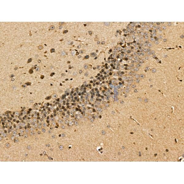 MICAL2 Antibody - DF13149 at 1/100 staining Mouse brain tissue by IHC-P.