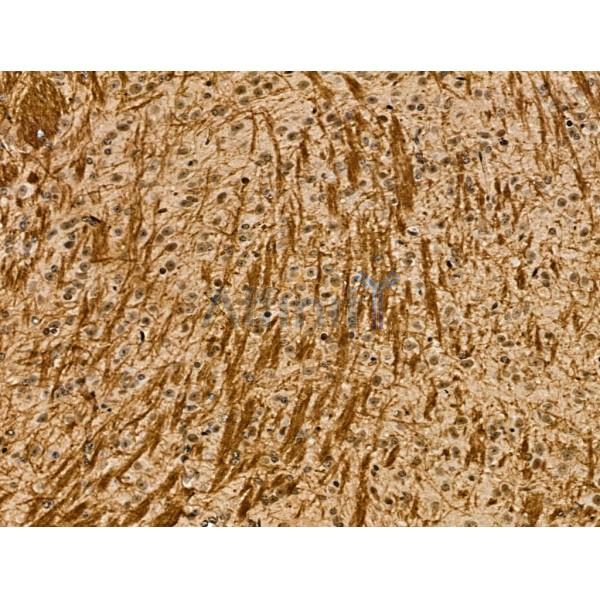 MOBP Antibody - DF13155 at 1/100 staining Mouse brain tissue by IHC-P.