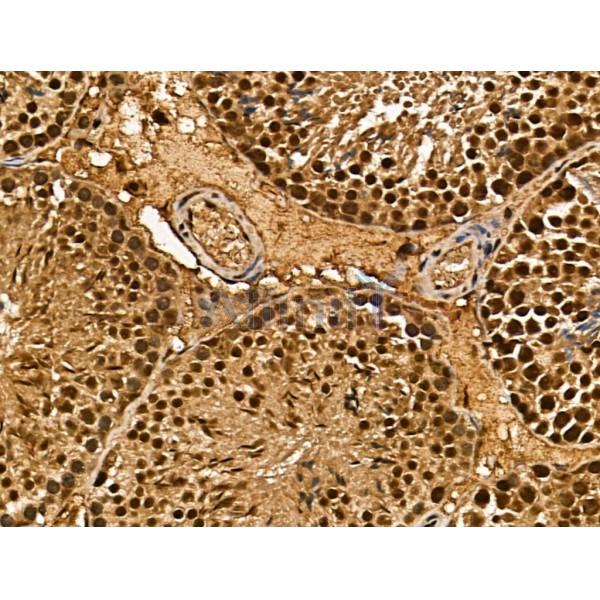 MSRA Antibody - DF13157 at 1/100 staining Mouse testis tissue by IHC-P.