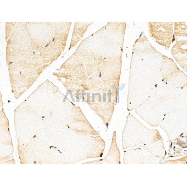 Myozenin2 Antibody - DF13173 at 1/100 staining Mouse muscle tissue by IHC-P.
