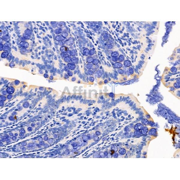 KGF Antibody - DF13342 at 1/100 staining Rat colorectal tissue by IHC-P.