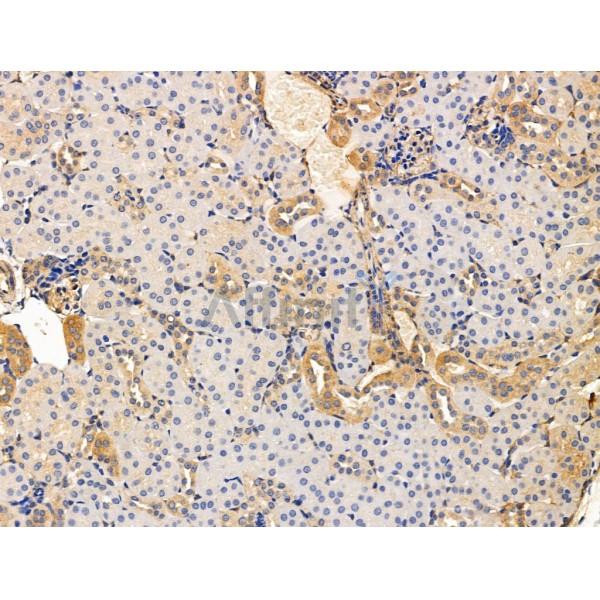 KGF Antibody - DF13342 at 1/100 staining Mouse kidney tissue by IHC-P.
