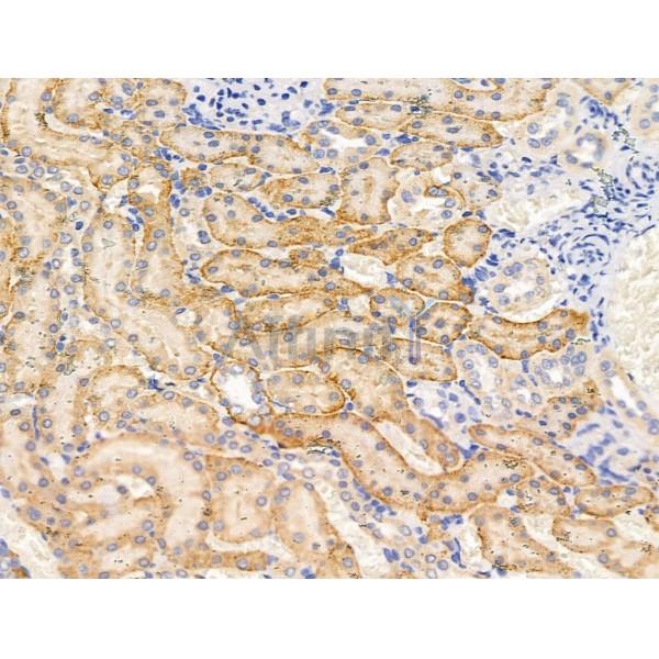 alpha 1 Spectrin Antibody - DF13417 at 1/100 staining Rat kidney tissue by IHC-P.