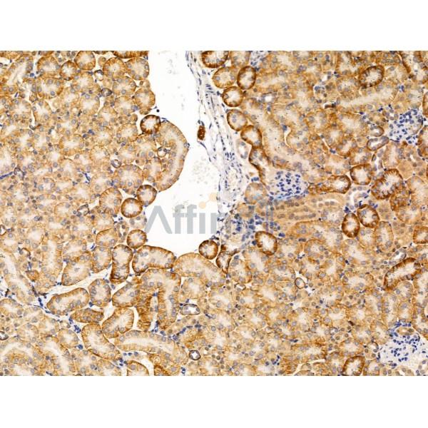 alpha 1 Spectrin Antibody - DF13417 at 1/100 staining Mouse kidney tissue by IHC-P.