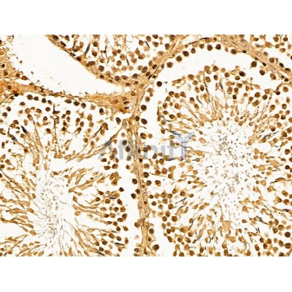 MCM10 Antibody - DF13420 at 1/100 staining Rat testis tissue by IHC-P.