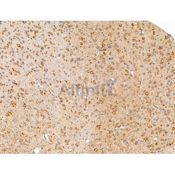 FKBP25 Antibody - DF13423 at 1/100 staining Mouse brain tissue by IHC-P.