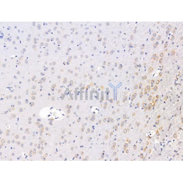 FKBP25 Antibody - DF13423 at 1/100 staining Rat brain tissue by IHC-P.