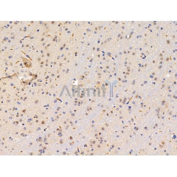 Siglec 7 Antibody - DF13435 at 1/100 staining Mouse brain tissue by IHC-P.