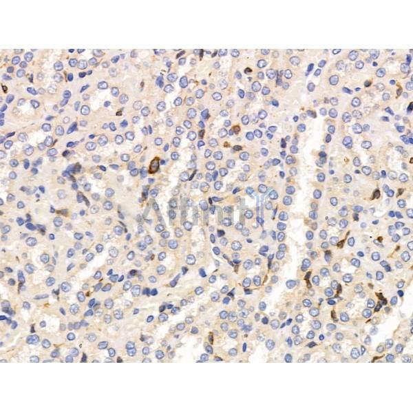 Siglec 7 Antibody - DF13435 at 1/100 staining Rat kidney tissue by IHC-P.