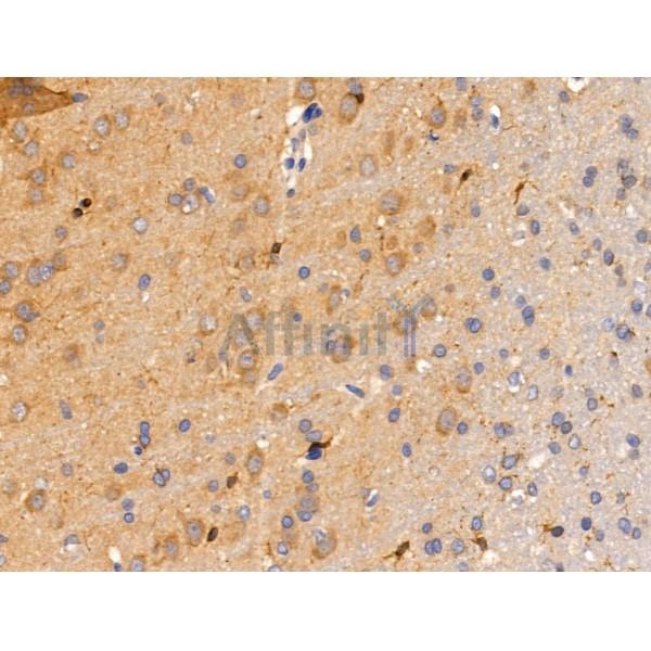 Siglec 7 Antibody - DF13435 at 1/100 staining Rat brain tissue by IHC-P.