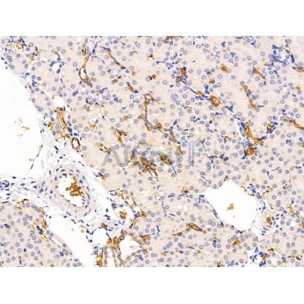 Siglec 7 Antibody - DF13435 at 1/100 staining Mouse kidney tissue by IHC-P.