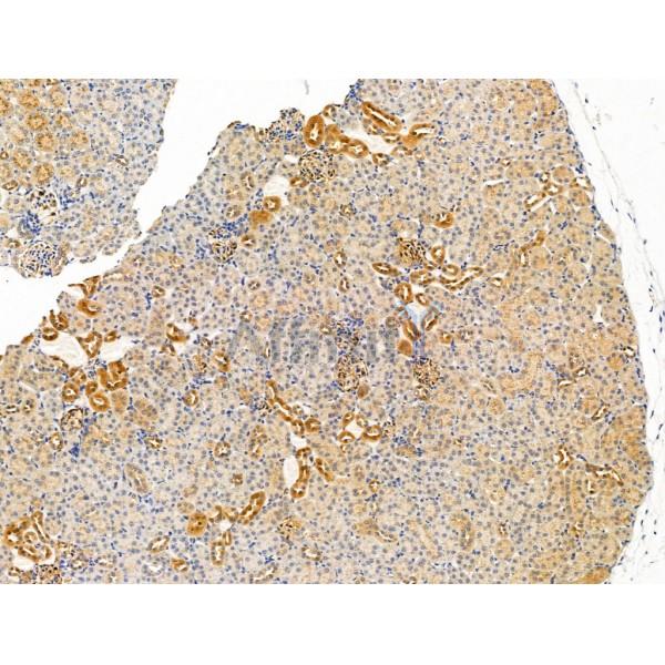 ITIH2 Antibody - DF13454 at 1/100 staining Mouse kidney tissue by IHC-P.