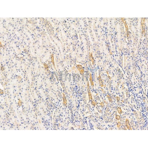 ECM2 Antibody - DF13455 at 1/100 staining Rat kidney tissue by IHC-P.