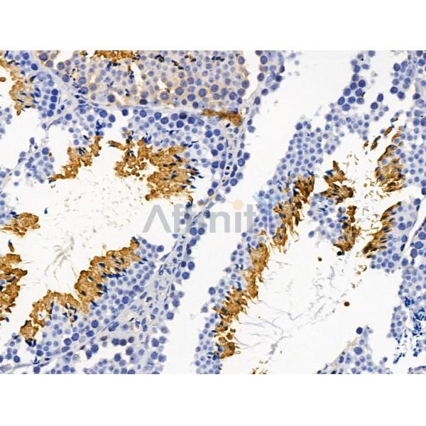 T Plastin Antibody - DF13459 at 1/100 staining Mouse testis tissue by IHC-P.