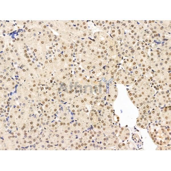 CASC5 Antibody - DF13491 at 1/100 staining Mouse kidney tissue by IHC-P.