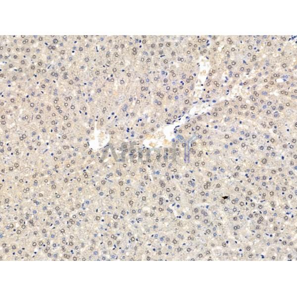 CASC5 Antibody - DF13491 at 1/100 staining Rat liver tissue by IHC-P.