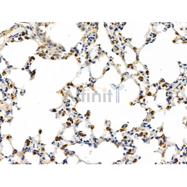 SLFN11 Antibody - DF13515 at 1/100 staining Mouse lung tissue by IHC-P.