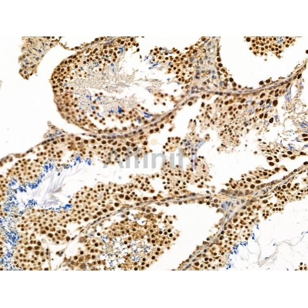 SLFN11 Antibody - DF13515 at 1/100 staining Mouse testis tissue by IHC-P.