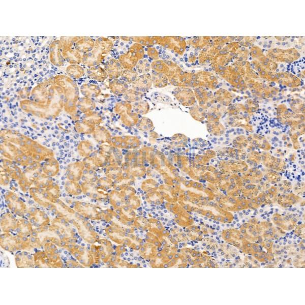 MST4 Antibody - DF13525 at 1/100 staining Mouse kidney tissue by IHC-P.