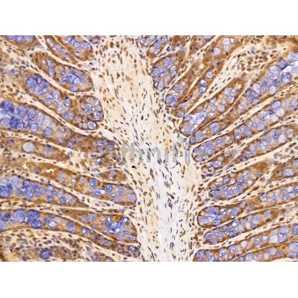 SET Antibody - DF13529 at 1/100 staining Rat colorectal tissue by IHC-P.