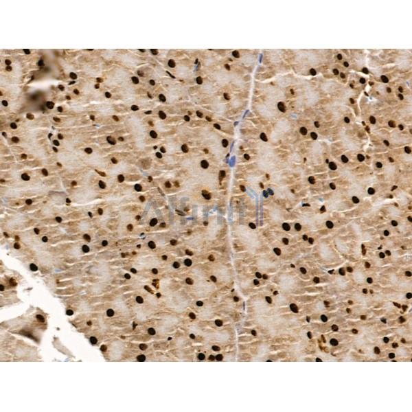 Proprotein Convertase 2 Antibody - DF13531 at 1/100 staining Mouse pancreatic tissue by IHC-P.
